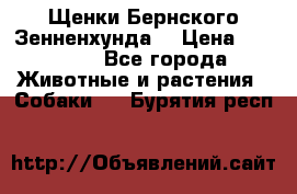Щенки Бернского Зенненхунда  › Цена ­ 40 000 - Все города Животные и растения » Собаки   . Бурятия респ.